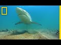Shark Sightings and Narration Analysis