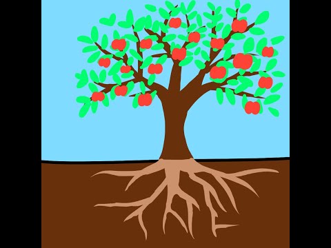 Video Vòng đời của cây táo|Apple tree life cycle - Quá trình... - youtube