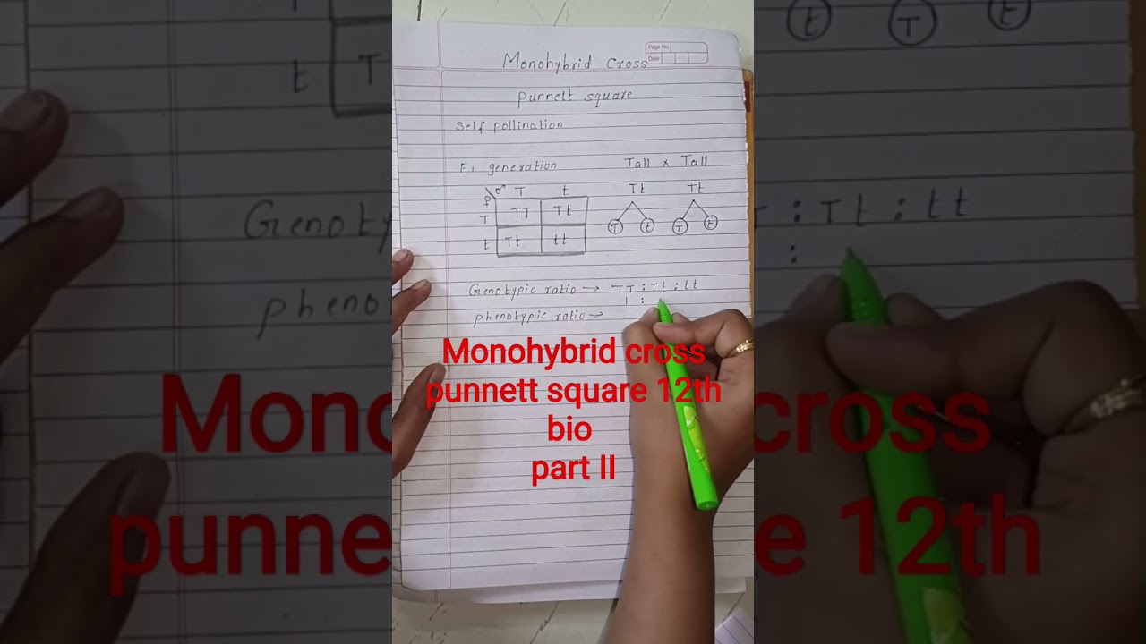 part II Monohybrid cross punnett square