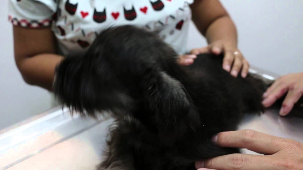 How to give oral medication to a puppy YouTube