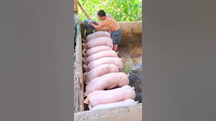 pigs feeding #hogs #pig #hogger #pigbreeding #animals #pigfarming #farming #piggy