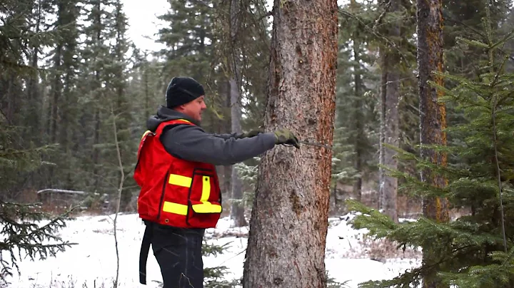 Determining Tree Diameter with Devin Letourneau, Forest Health Officer, Grande Prairie Forest Area