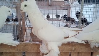 1 мая 2024 г. андижанские голуби узбекские голуби