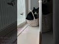 #cat #vent #edit