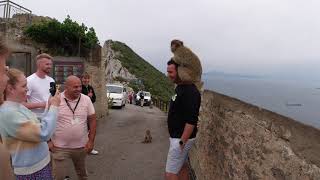 Gibraltar Monkey Business