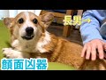 長男が母にさわろうとすると怒るコーギー犬