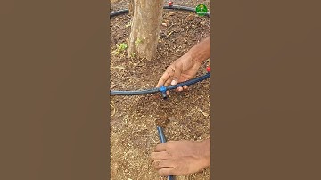 I Found a GENIUS Way to Use Drip Irrigation for Trees! #ideas #short