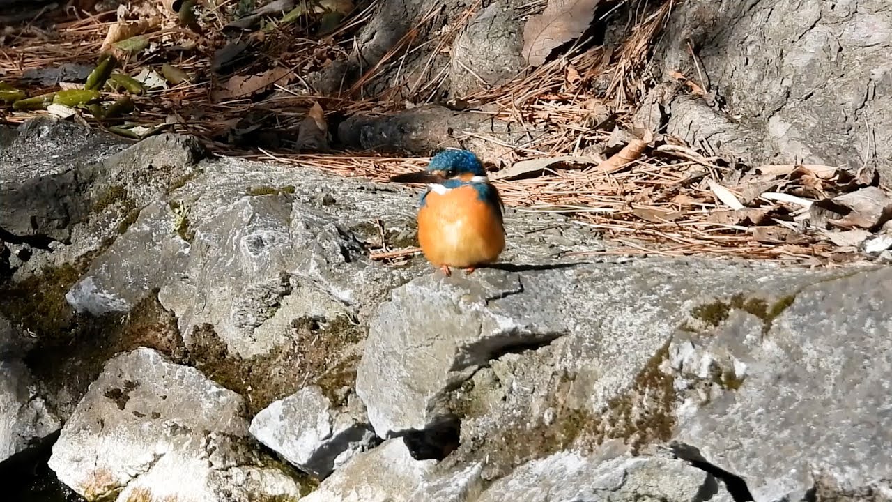 カワセミ｜日本の鳥百科｜サントリーの愛鳥活動