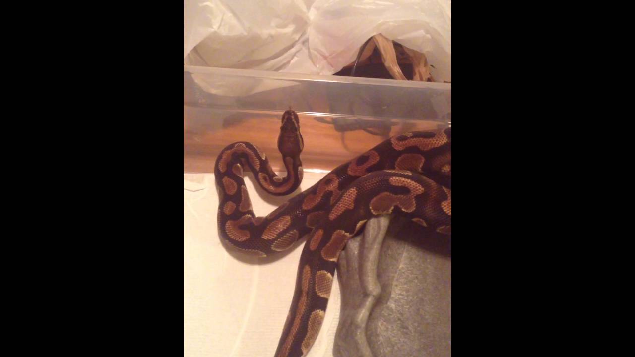 Ball python handling - YouTube