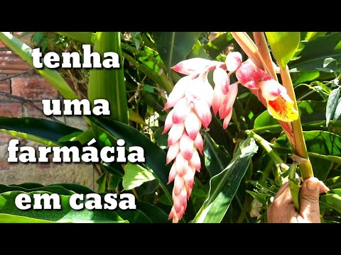 Vídeo: O que é o alho branco polonês – Cultivando plantas de alho branco polonês