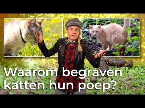 Video: Waarom Begon Een Volwassen Kat Op Het Bed Te Poepen?