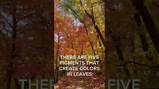 Fun facts about #fall color