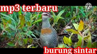 suara pikat burung mandar padi/burung sintar