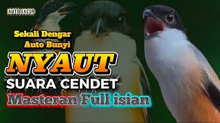 Masteran Kicau Burung CENDET Full isian Pancingan Pikat Bunyi NYAUT Gacor Dor josjis