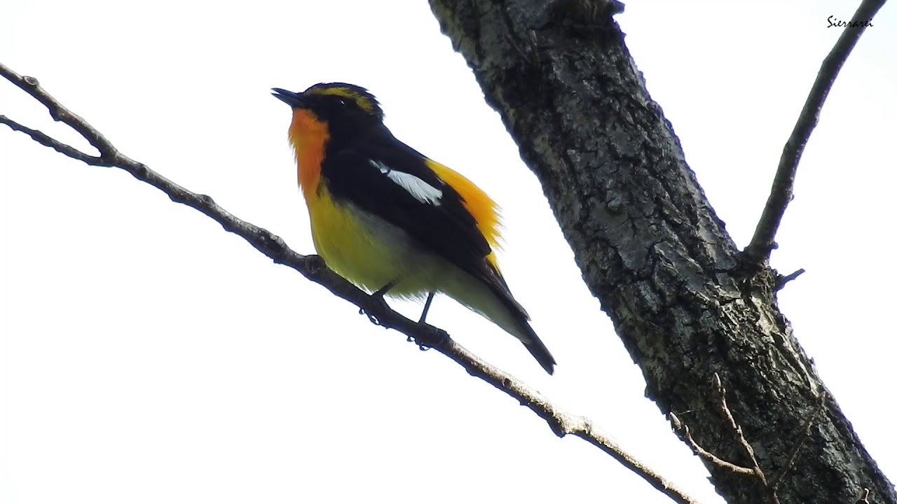 キビタキ(Narcissus Flycatcher)｜野鳥 摂津峡｜大阪北摂 0053