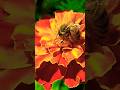 Turn Your Lawn Into a Pollinator Paradise—Fast! #shorts