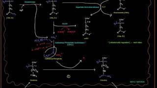 Urea Cycle (Part 3 of 5) - Big Picture with Enzymes, GLDH, Glutaminase, etc.