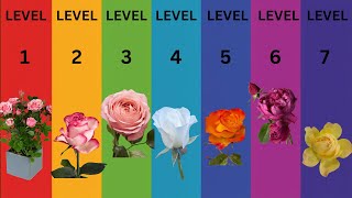 From Patio to Estate The 7 ROSES That Scale With Your Garden