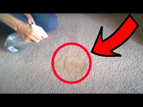 how-to-get-stains-out-of-carpets-using-only-vinegar