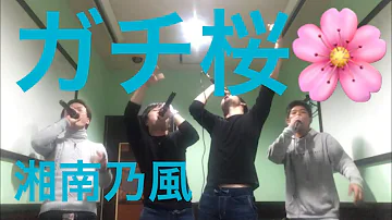 تحميل ガチ桜 تحميل ガチ桜