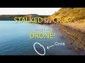 Stalked by a croc caught on drone