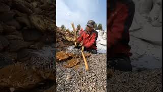 harvesting sunflower seeds      