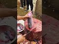 amazing 🐟 #viralvideo #fishing #trendingshorts #short #shortsvideo # fish #safanafishing