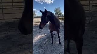 Liberty play with Lovey - OTTB