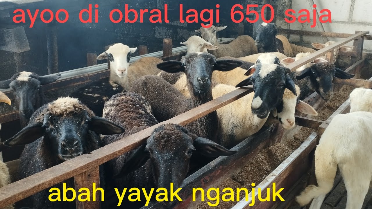 HARGANYA MASIH HANCUR OBRAL LAGI DI KANDANG TYAK JAYA FARM NGANJUK JATIM WA 085336980690 