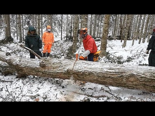 Five Mizunara oak trees, over 200 years old, were felled in a