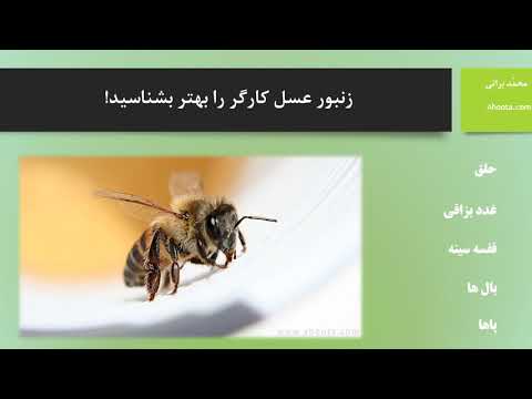 تصویری: چرا زنبورها به عسل احتیاج دارند؟