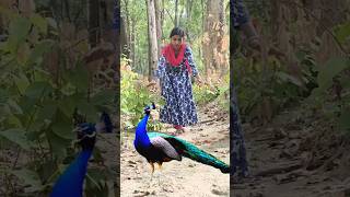 wild Peacock voice vs women Catching #peacock #birds