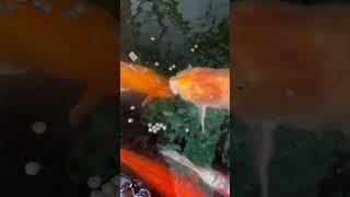 Yum #koi #koifish #shorts