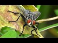 МУХА УМЫВАЕТСЯ Смотрите крупным планом FullHD Fly макро видео съёмка насекомых