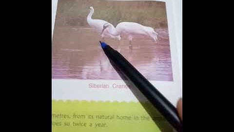 Chapter-7 Birds and their nests part-4