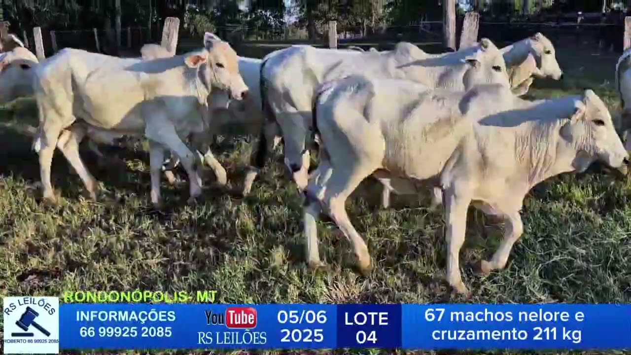 LOTE 04 - 67 MACHOS NELORE/CRUZAMENTO 211KG