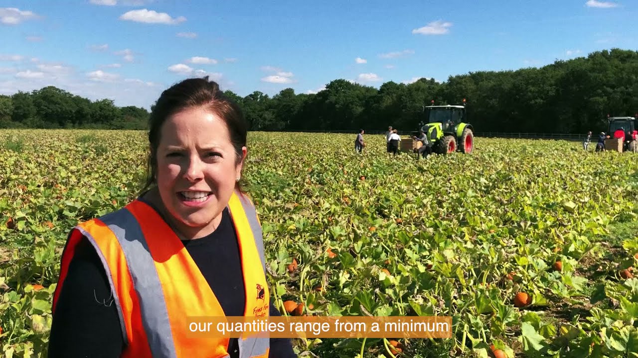Wholesale Pumpkins at Foxes Farm Produce