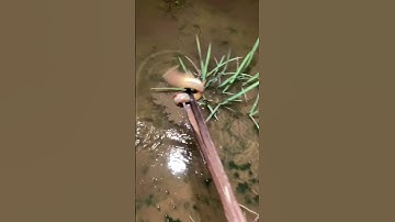 How to catch Eel fish with hook#87