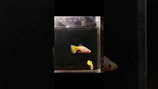 Yellow koi sb gb #usa #uk #europe #china #mexico #canada #brazil #animals #fish #southafrica #japan