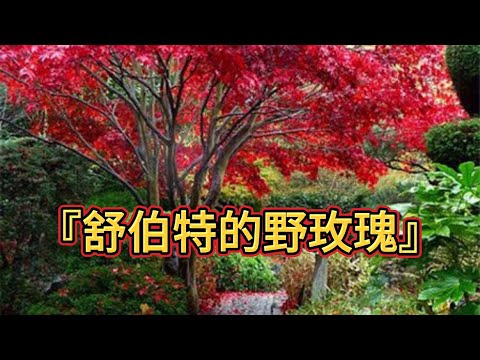 萬歐.舜哥「伴讀品文」一念間～“『舒伯特的野玫瑰』”