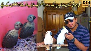 Rare and Unique Parrots Setup | Macaw Grey Parrots and Cockatoo Chicks at Ali Bhai Birds Setup by Jamshed Asmi Informative Channel 12,443 views 10 days ago 18 minutes