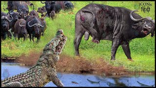 पानी में उतर के मगरमच्छ से पंगा | Buffalo Bravely Fights With Ferocious Crocodile