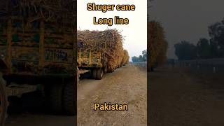 Shuger Cane