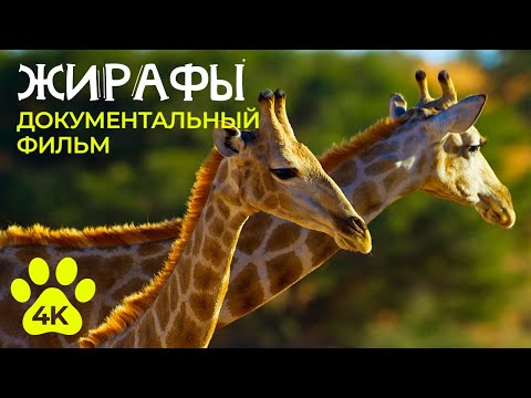 ЖИРАФЫ - Самые высокие животные в мире - Документальный фильм о дикой природе 4К