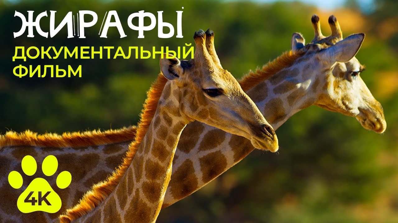 язык жирафа