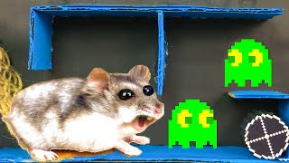 🐹 Hamster Pacman With Traps 😱[OBSTACLE COURSE]😱 by Love Hamster - Other Pets 6,518,162 views 3 years ago 3 minutes, 5 seconds