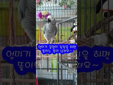 음치 똘이야 &amp;#39;어머나&amp;#39; <strong>노래</strong> 가능하겠어?[앵무새똘이] Korean-<strong>gray</strong> parrot [K-parrot]#shorts