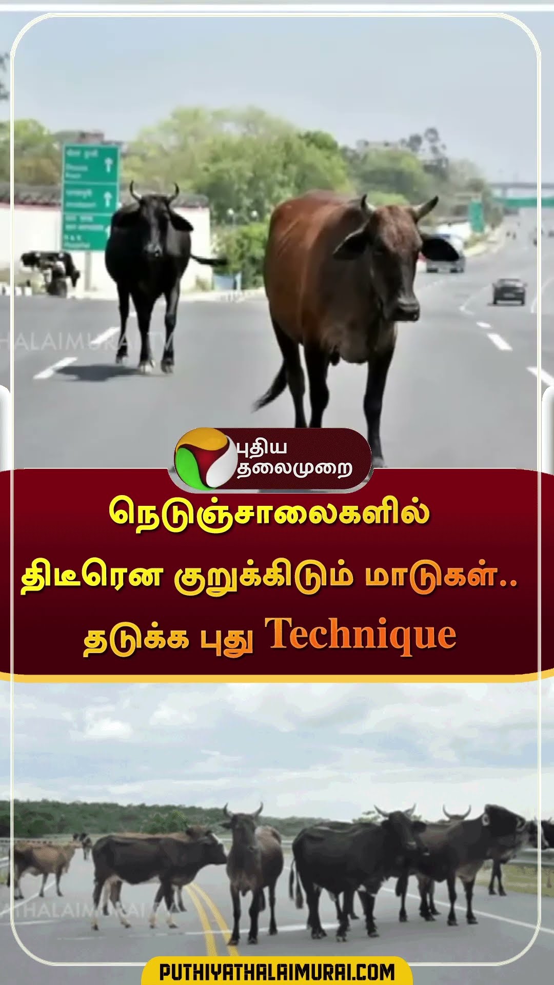 நெடுஞ்சாலைகளில் திடீரென குறுக்கிடும் மாடுகள்..தடுக்க புது Technique | #shorts | #cow