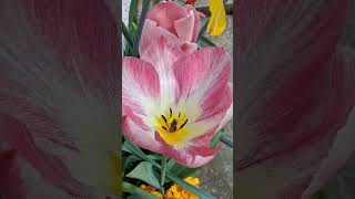 One Pink Tulip, Pure Garden Beauty 🌷 #flowers #gardening #spring