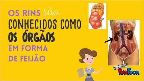 O que acontece com a água quando ingerimos?